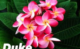 plumeria-duke-23