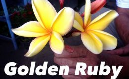 plumeria-golden-ruby-50