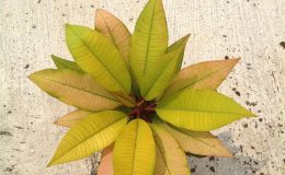 plumeria-golden-var-35-