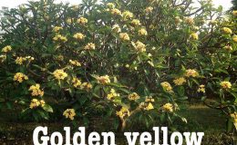 plumeria-golden-yellow-20