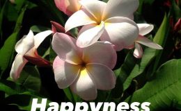 plumeria-happyness-20