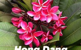 plumeria-hong-dang-20