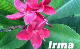 plumeria-irma-20