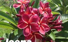 plumeria-jeena-28