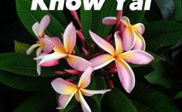 plumeria-khow-yai-18