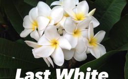 plumeria-last-white-30