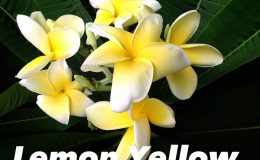 plumeria-lemon-yellow-25