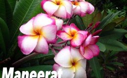 plumeria-maneerat-25