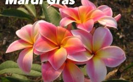 plumeria-mardi-gras-50