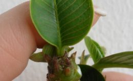 plumeria-mini-dollar