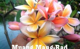 plumeria-muang-mang-rad-25