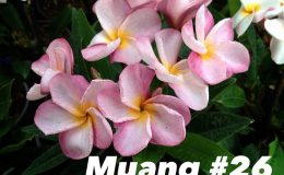 plumeria-muang26-28