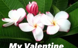 plumeria-my-valentine-23
