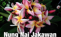 plumeria-nung-nai-jakawan-25