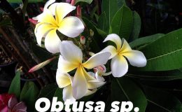 plumeria-obtusa-sp-35