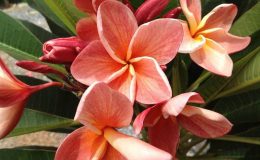 plumeria-orange-apricot-28