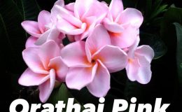 plumeria-orathai-pink-23