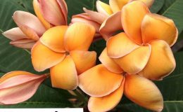 plumeria-paramino-30