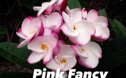 plumeria-pink-fancy-25