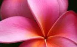 plumeria-pink-perfection-850