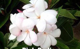 plumeria-pink-pudica-25