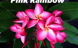 plumeria-pink-rainbow-20