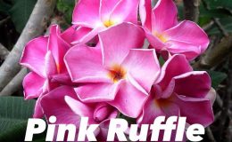plumeria-pink-ruffle-30