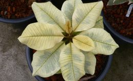 plumeria-platinum
