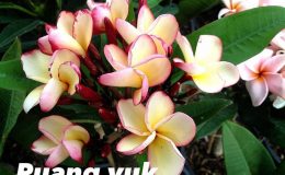 plumeria-puang-yuk-22