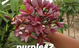 plumeria-purple2-20