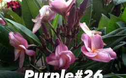 plumeria-purple26-18