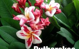 plumeria-putharaksa-30