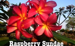plumeria-raspberry-sundae-20