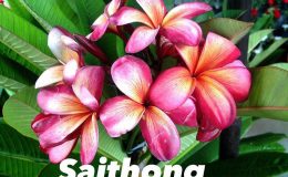 plumeria-saithong-23