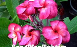 plumeria-sang-wan-tubtim-28