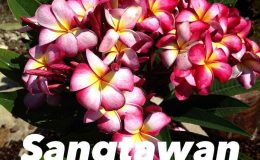 plumeria-sangtawan-18