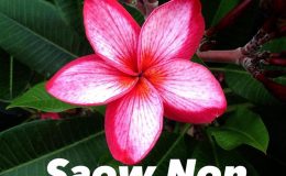 plumeria-saow-non-25