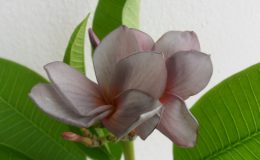 plumeria-siam-blue-star