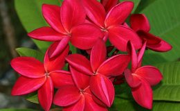 plumeria-siam-red-850