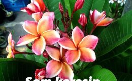 plumeria-som-karasin-18