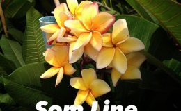 plumeria-som-line-20