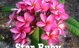 plumeria-star-ruby-30