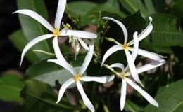 plumeria-stenopetala-800