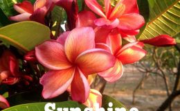 plumeria-sunshine-20