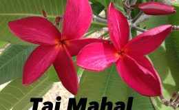 plumeria-taj-mahal-30