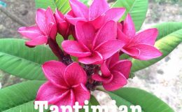 plumeria-taptimjan-25