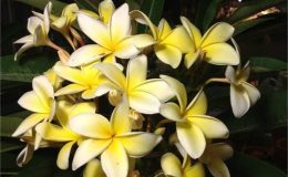 plumeria-thailand-yellow-18