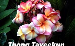 plumeria-thong-taveekun-25