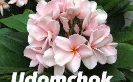 plumeria-udomchok-20