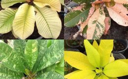 plumeria-variegated-mix-each-type-35-or-set-of-4-types-for-100